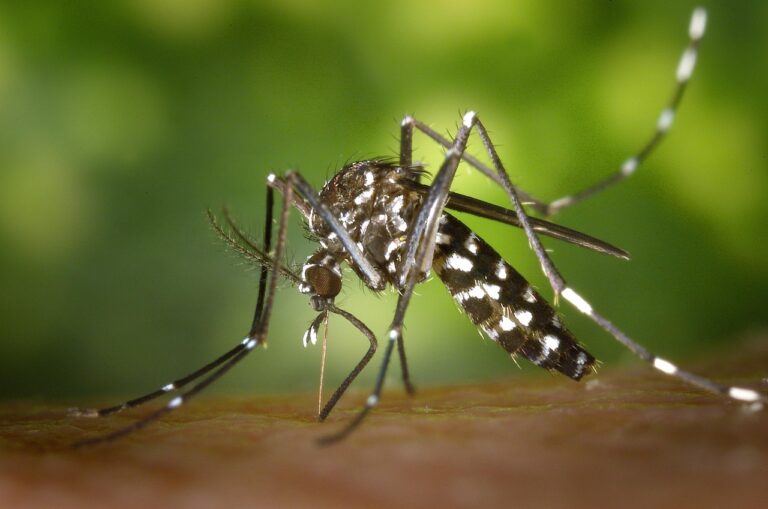 Bug Report: Walkerton, Ontario – 2026-03-18