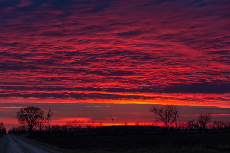 Bug Report: Chatham-Kent, Ontario – 2026-03-17