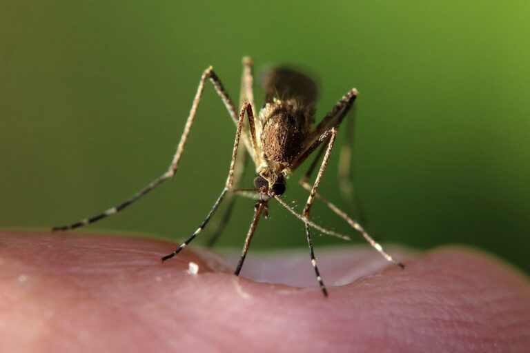 Bug Report: Newbury, Ontario – 2026-03-18