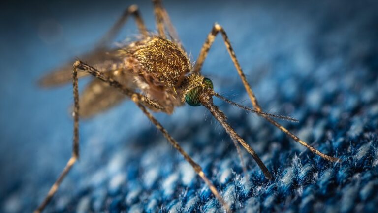 Bug Report: Winkler, Manitoba – 2026-03-17